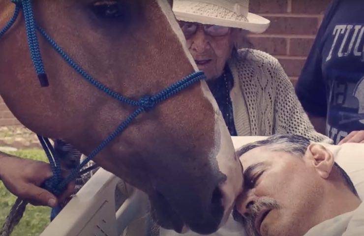 cavallo reazione vicinanza amico
