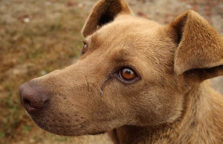 cane Leo bonbon Thailandia