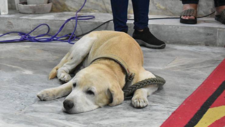 cane in lutto