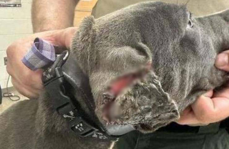cane orecchie tagliate maltrattato