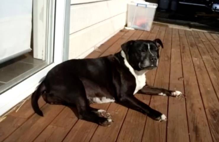 cane pitbull salvataggio portico