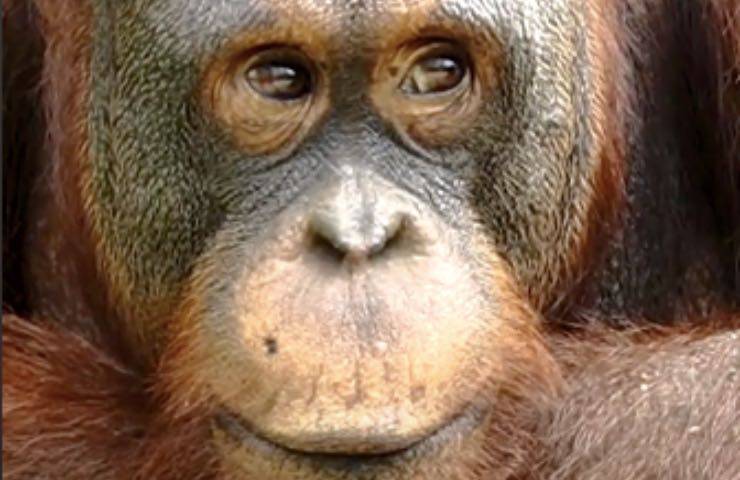orango ripresa migliori condizioni
