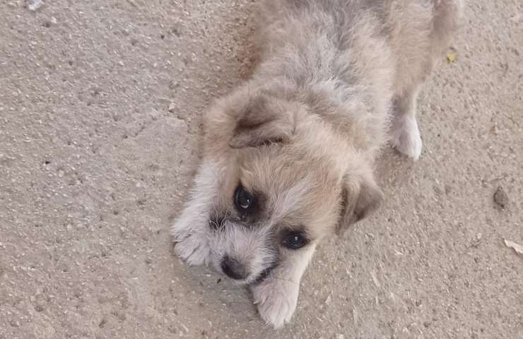 cagnolina agrigento
