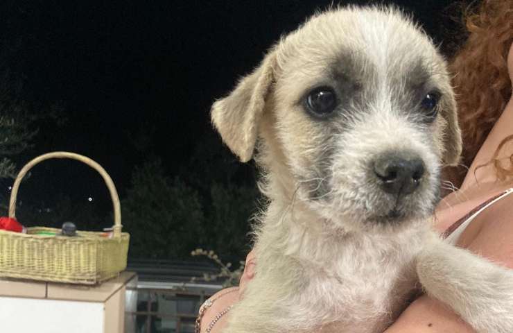 cagnolina oipa luna