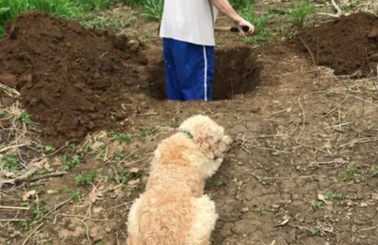 cane guarda confuso proprietario