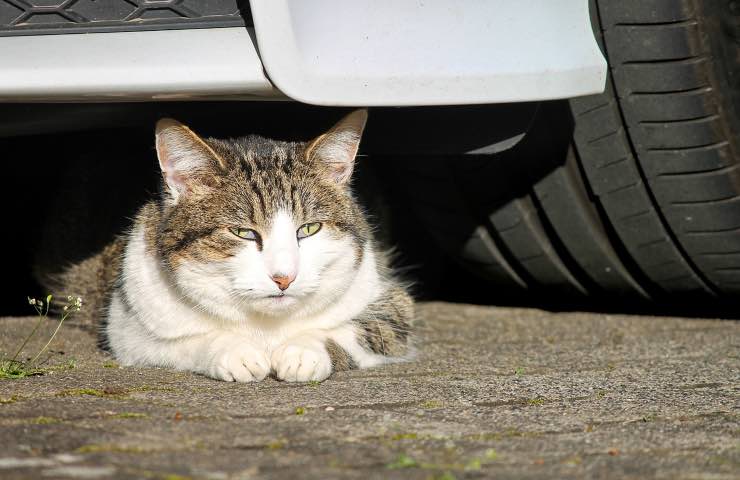 gatti originale rifugio strada