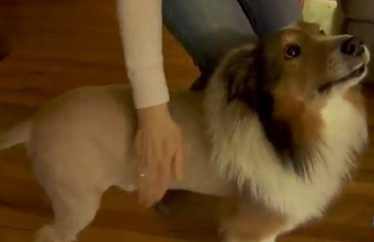 cane zecca