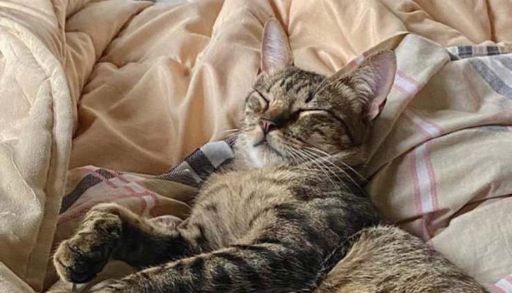 Orlando dorme