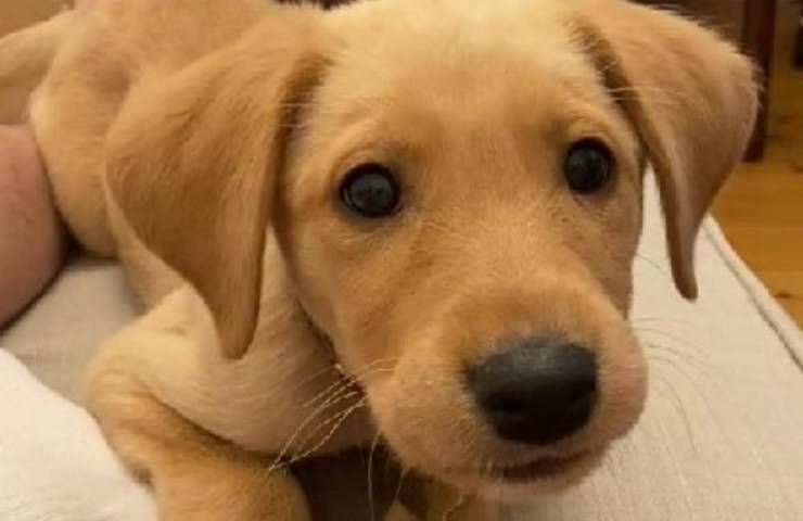 cane labrador video tiktok