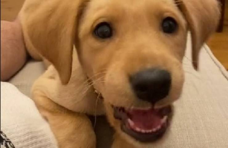 cucciolo vuole essere minaccioso