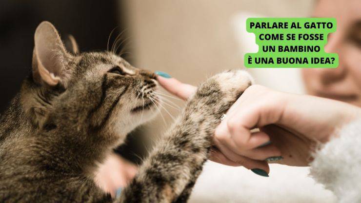 gatto con una persona