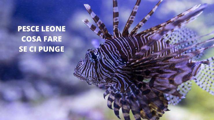 pesce leone 