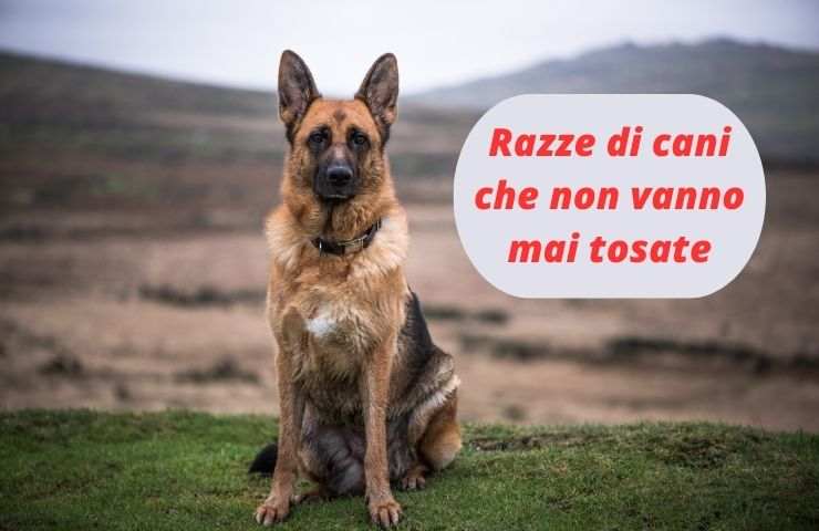 Razze di cani a cui non bisogna mai tagliare il pelo