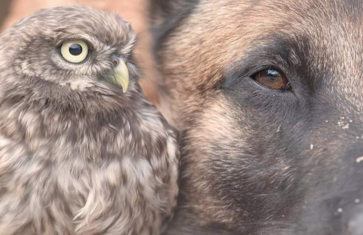 cane pastore belga volatile