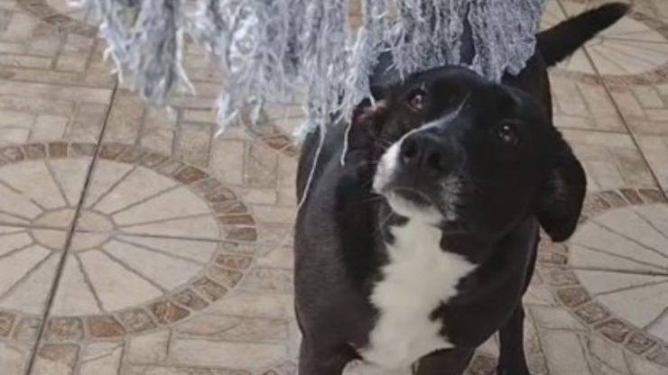 cane vuole coccole