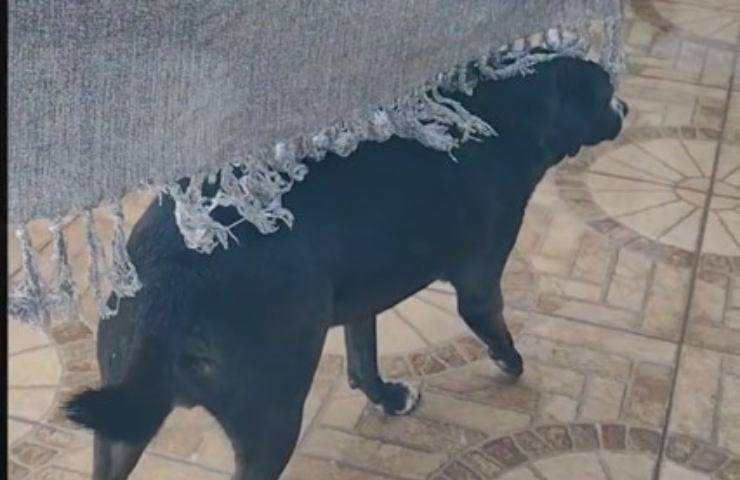 cane brama coccole