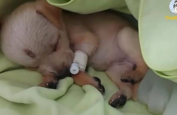 Uomo ubriaco picchia la cucciola