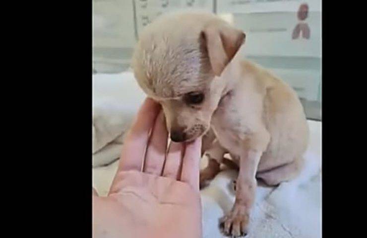 Uomo ubriaco picchia la cucciola