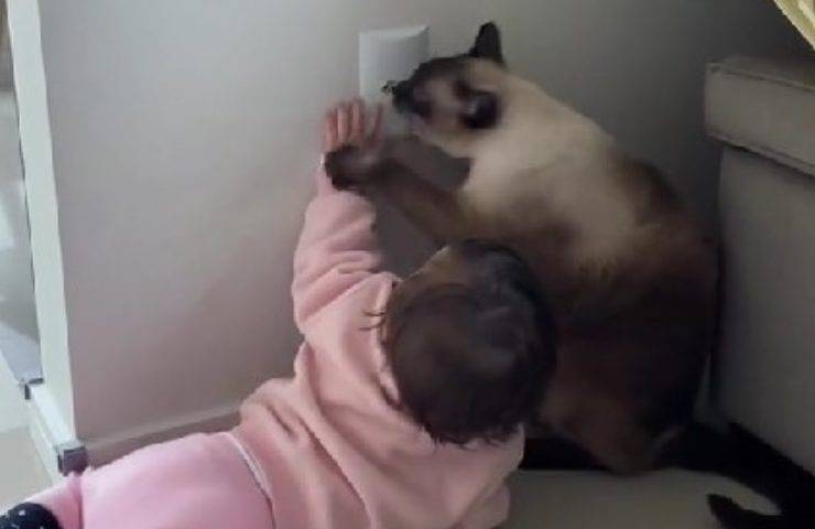 Pet sitter