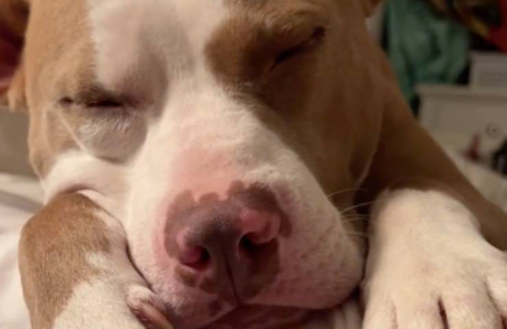 cane pitbull salvato abbandono