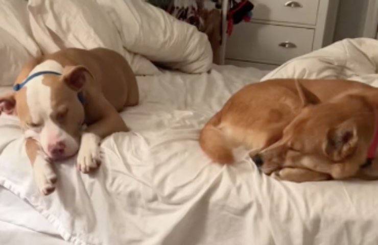 cane passatempo preferito sogna