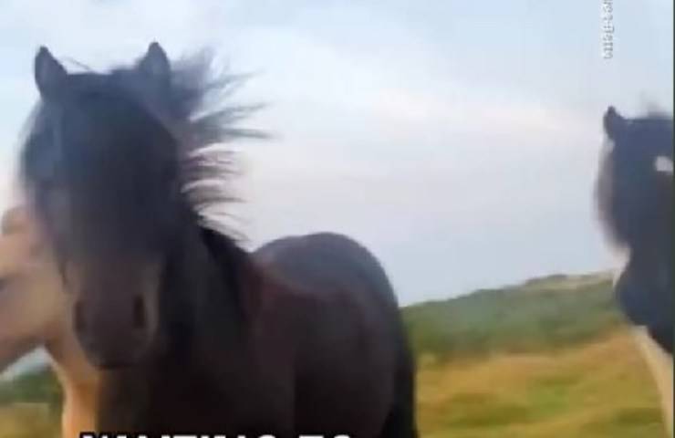 Pony selvatici