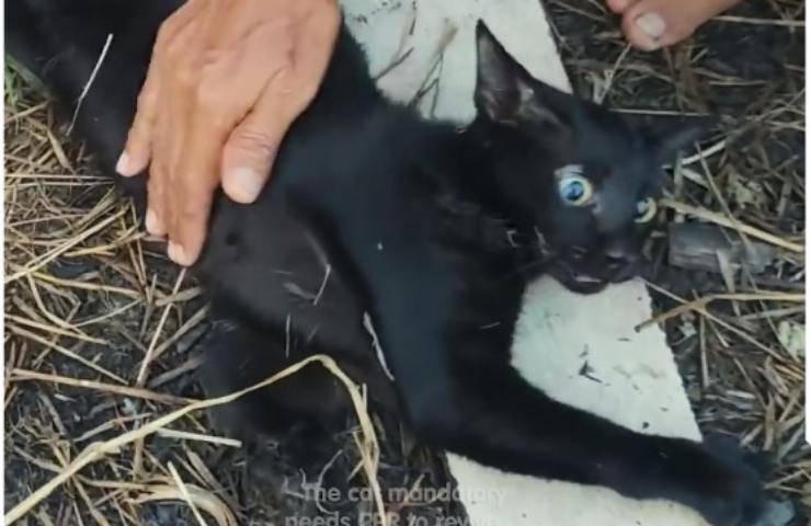 gatto liberato da pitone