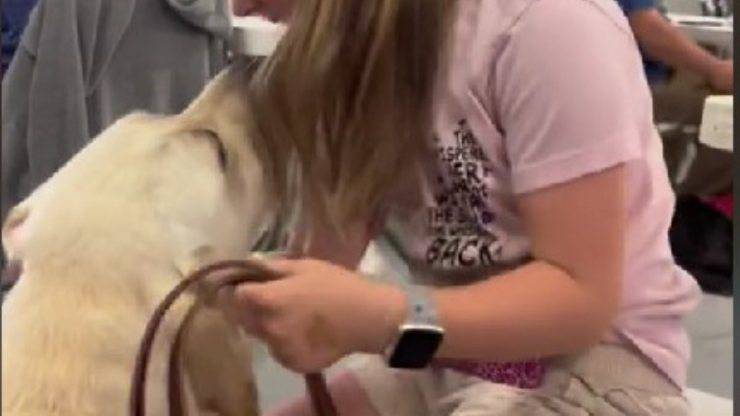 cane bambina primo incontro