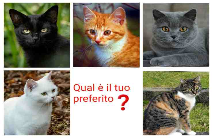 Il test psicologioco del gatto preferito