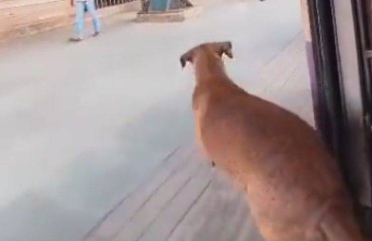 cane prende il treno