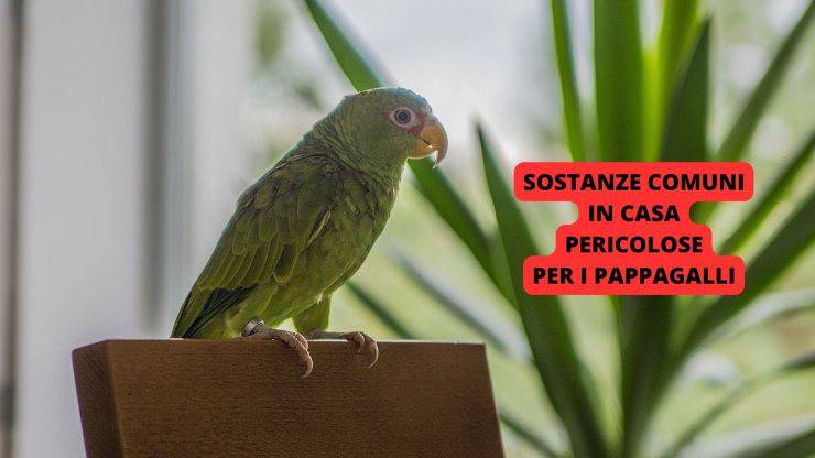 pappagallo in casa 
