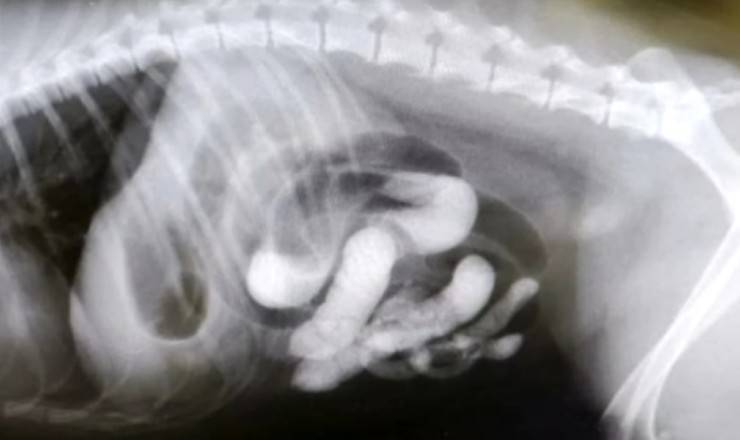 Sabbia nell'intestino del cane