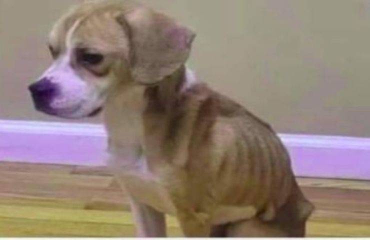 Donna abbandona il cane in condizioni gravissime