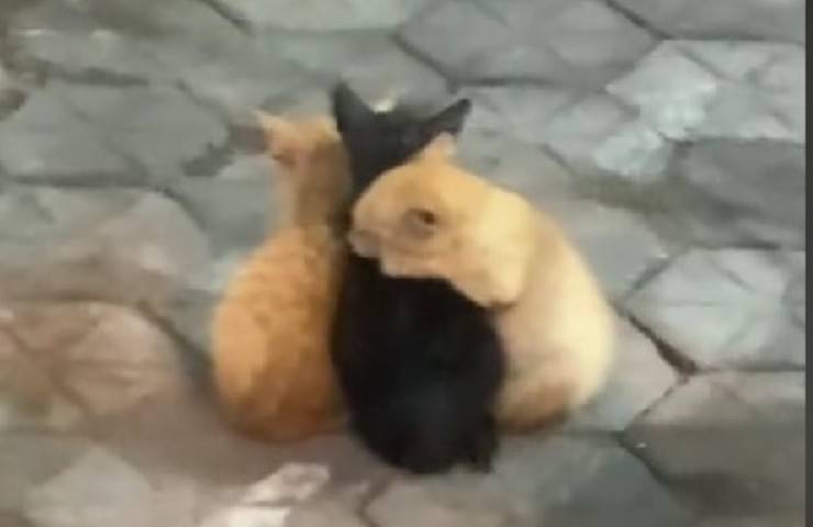 gattini sempre insieme