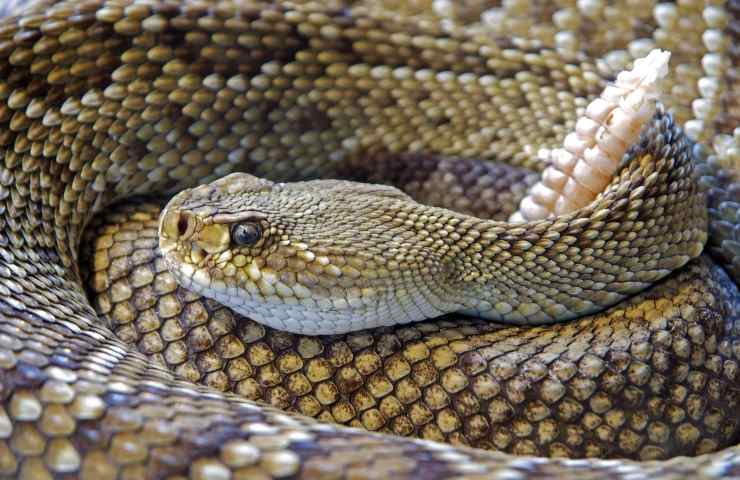 Serpente a sonagli attacca cane