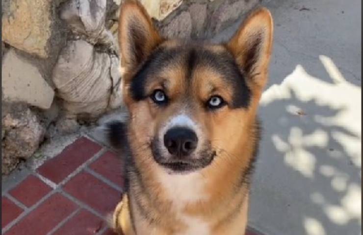cos'è Shepsky