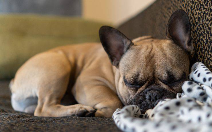 cane che dorme