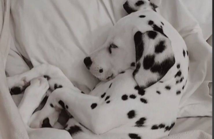 alzarsi mattina cucciolo dalmata