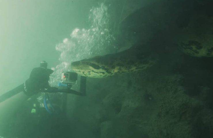 anaconda immersione fiume incontro