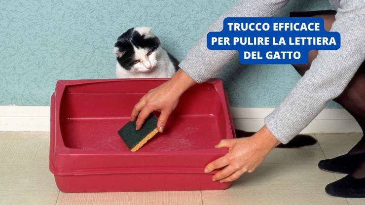 pulizia della lettiera 