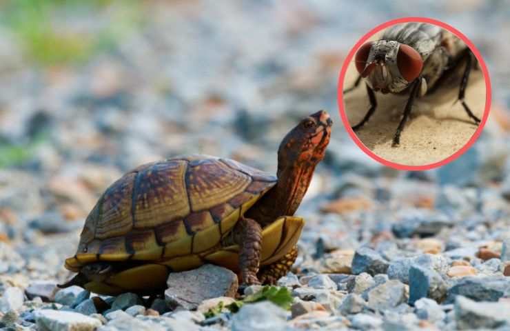 Mosca pericolosa per la tartaruga