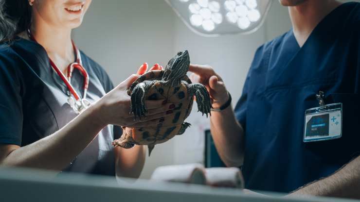 Tartaruga dal veterinario