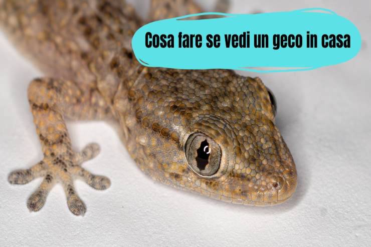 Il geco nella casa