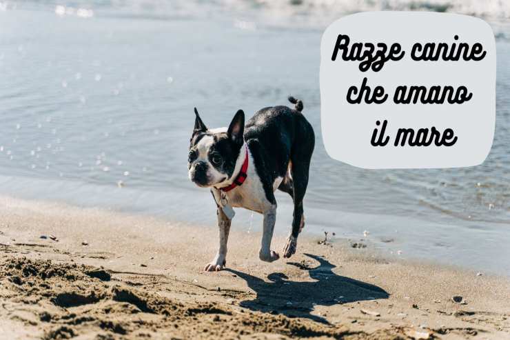 Pelosi che amano il mare