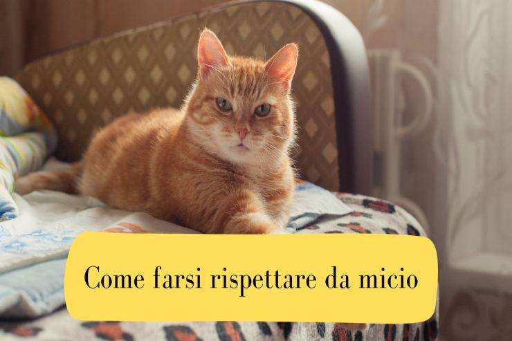 Come educare e ricevere rispetto dal gatto Come educare al rispetto micio