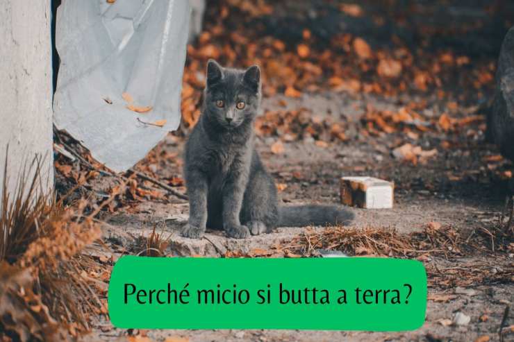 Micio si butta a terra