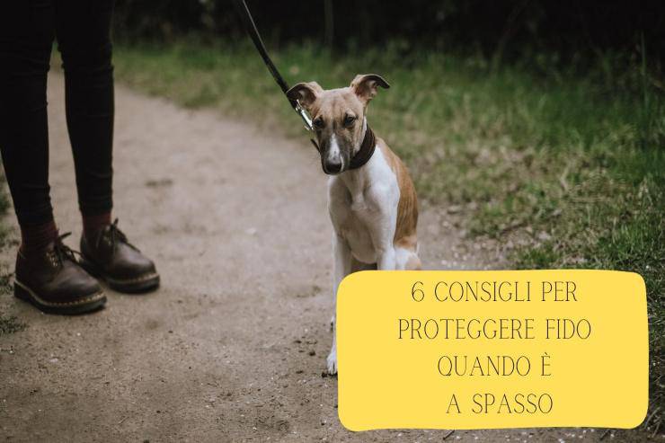 6 consigli per prevenire infortuni e incidenti I 6 consigli per prevenire gli infortuni di Fido