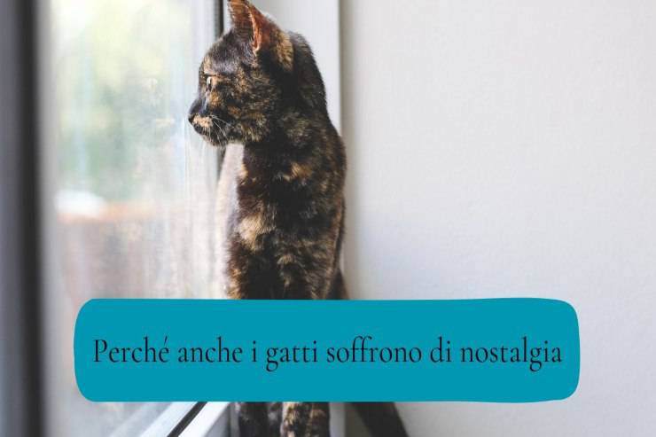 I gatti possono soffrire di nostalgia I felini soffrono di nostalgia