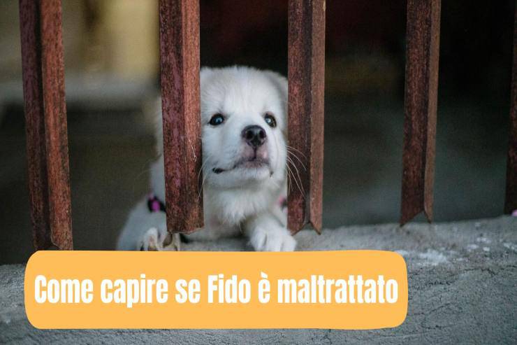 Riconoscere un cane maltrattato Saper riconoscere fido maltrattato