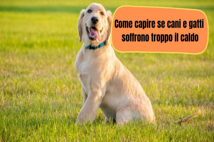 Troppa afa per i pelosi